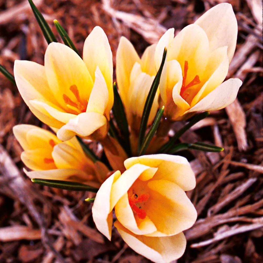 White Shades Crocus Mix