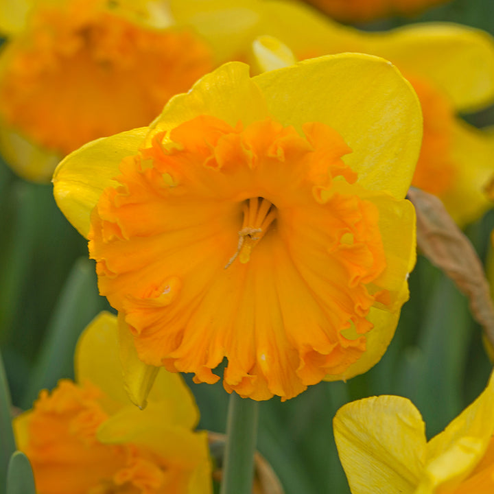 Narcissus 'Ferris Wheel'
