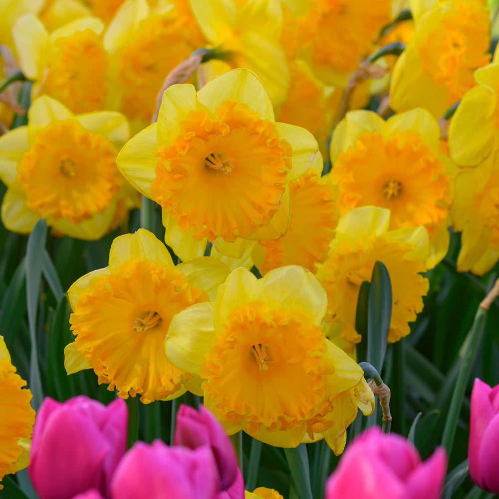 Narcissus 'Ferris Wheel'