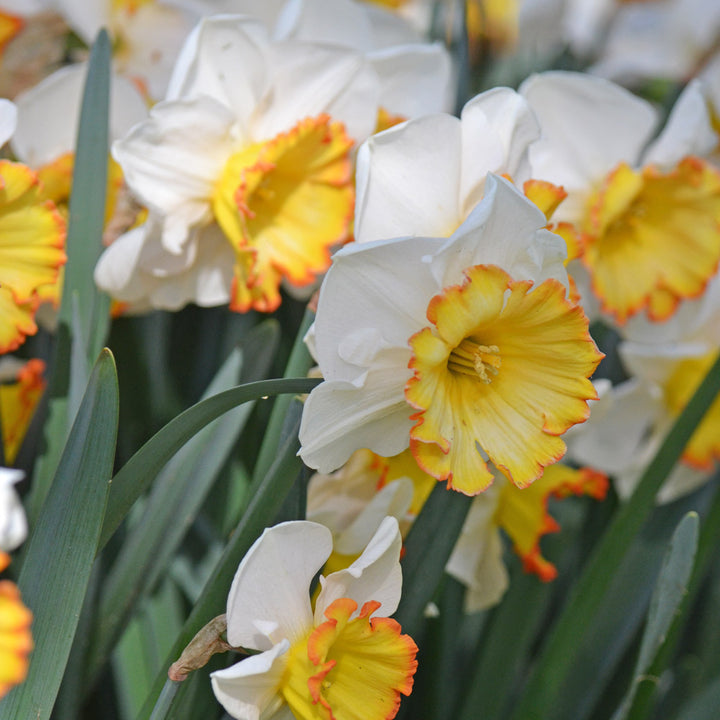 Narcissus 'Hawaiian Skies'