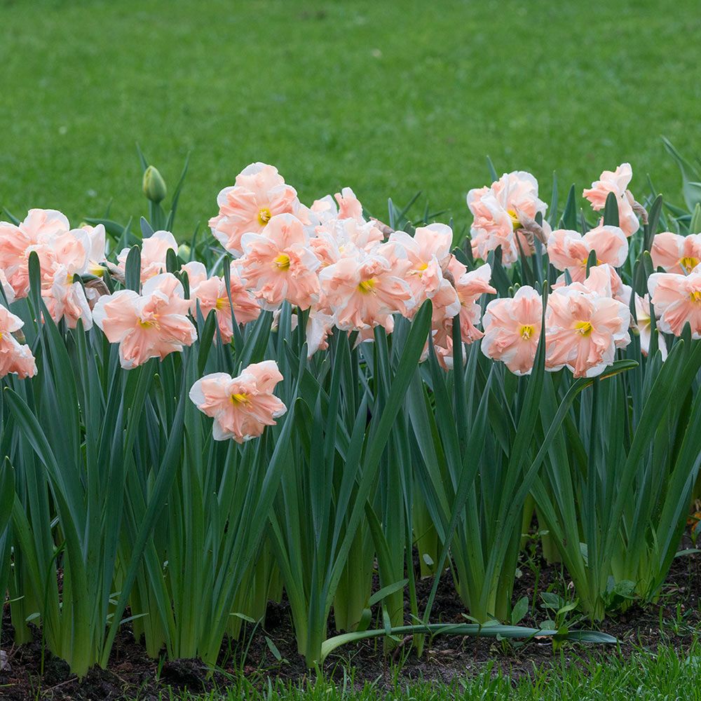 Narcissus 'Apricot Whirl'