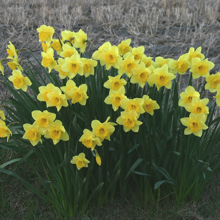 Narcissus 'Carlton'