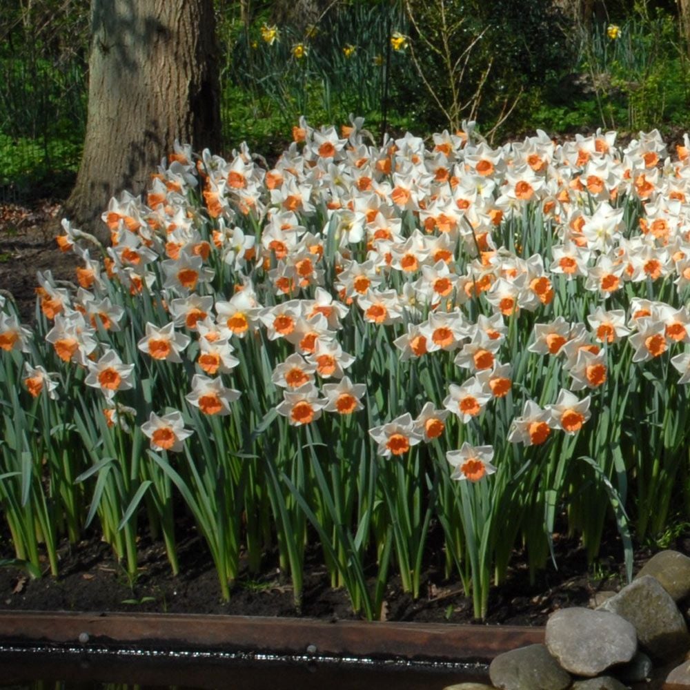Narcissus 'Chromacolor'