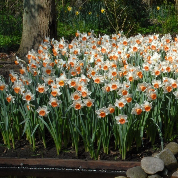 Narcissus 'Chromacolor'