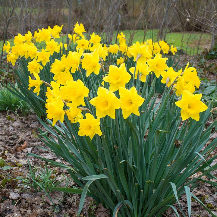 Narcissus 'Dutch Master'