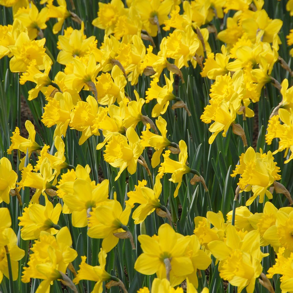 Narcissus 'Dutch Master'