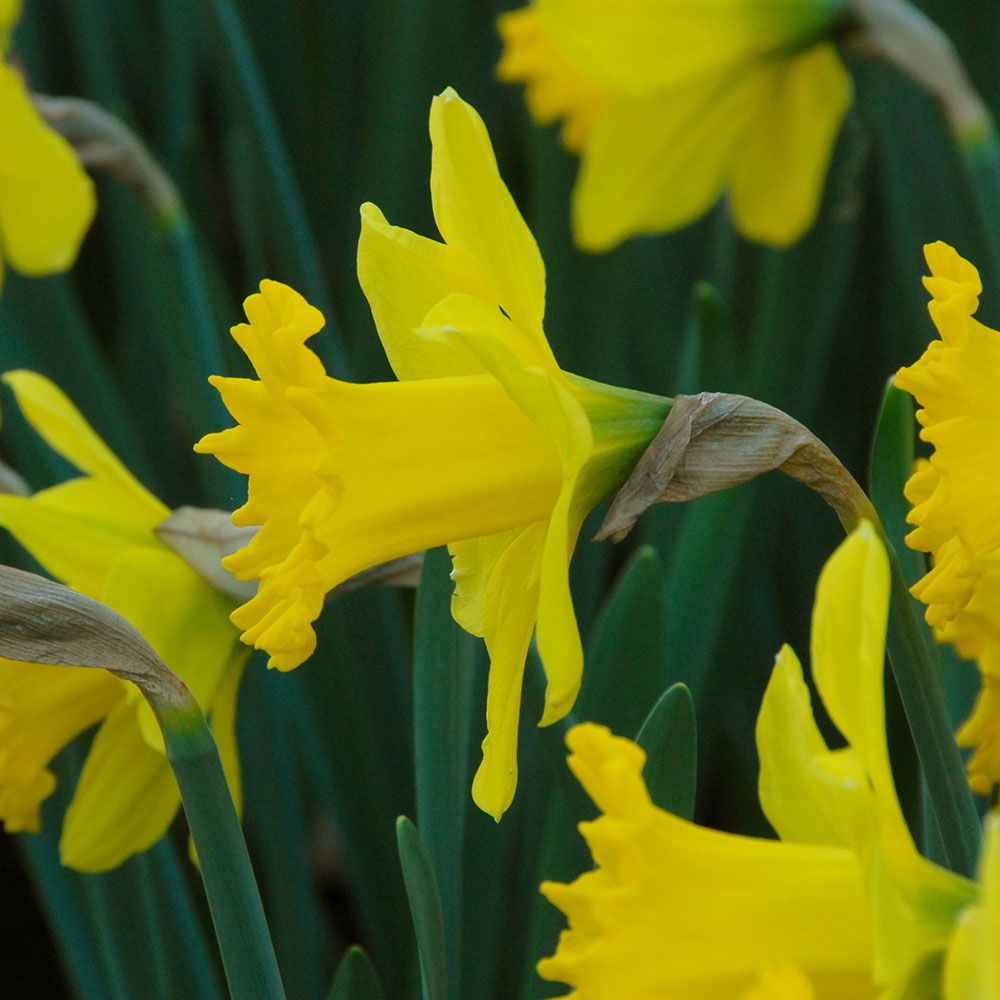 Narcissus 'Dutch Master'