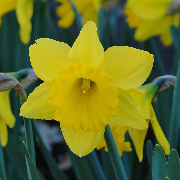 Narcissus 'Dutch Master'