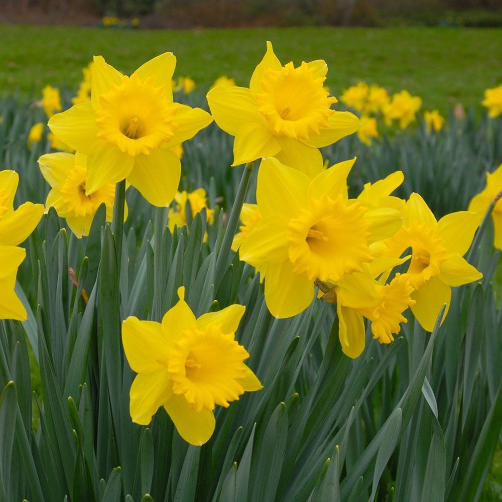 Weatherproof Large-Cupped Daffodil Mix