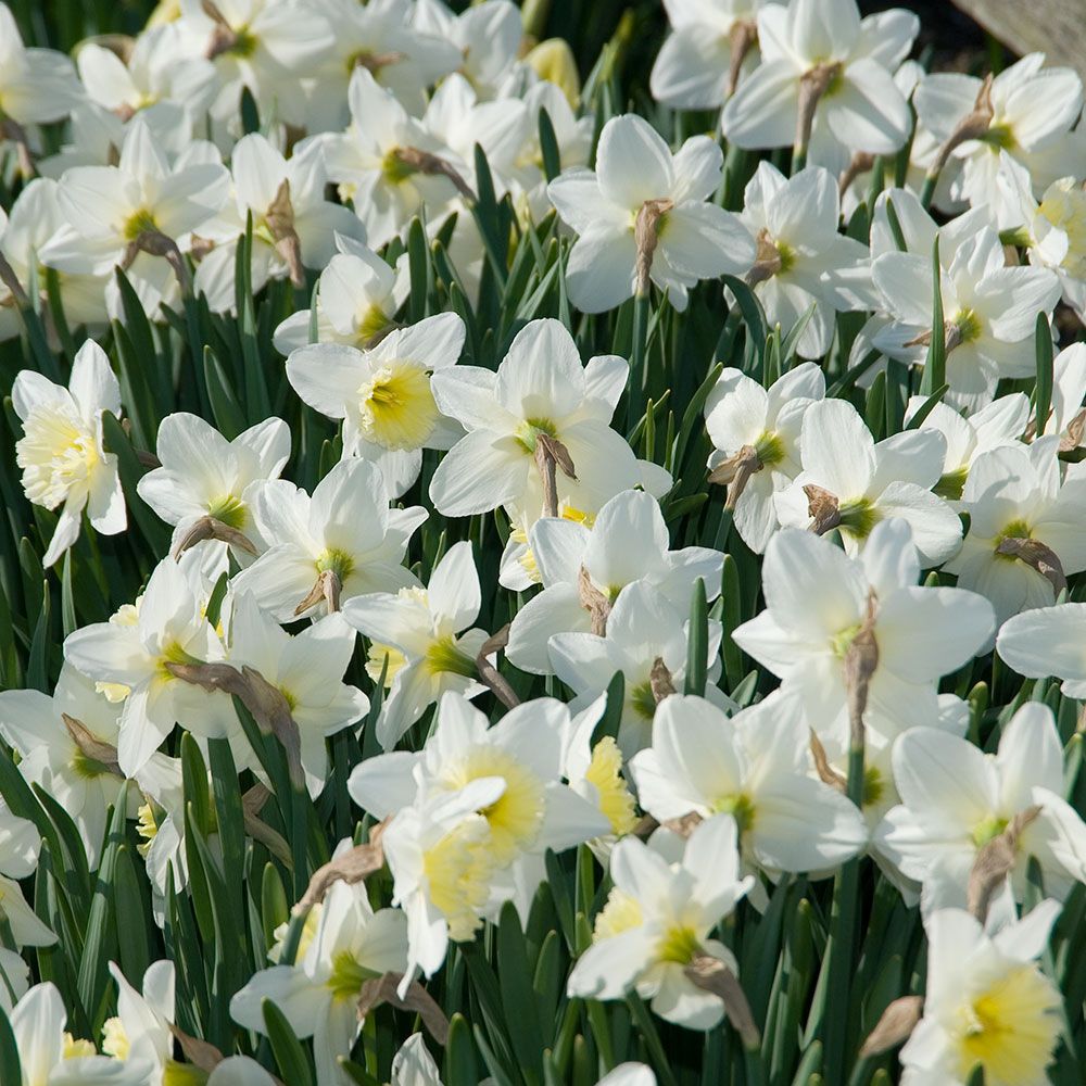Narcissus 'Ice Follies'
