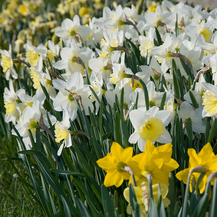Narcissus 'Ice Follies'