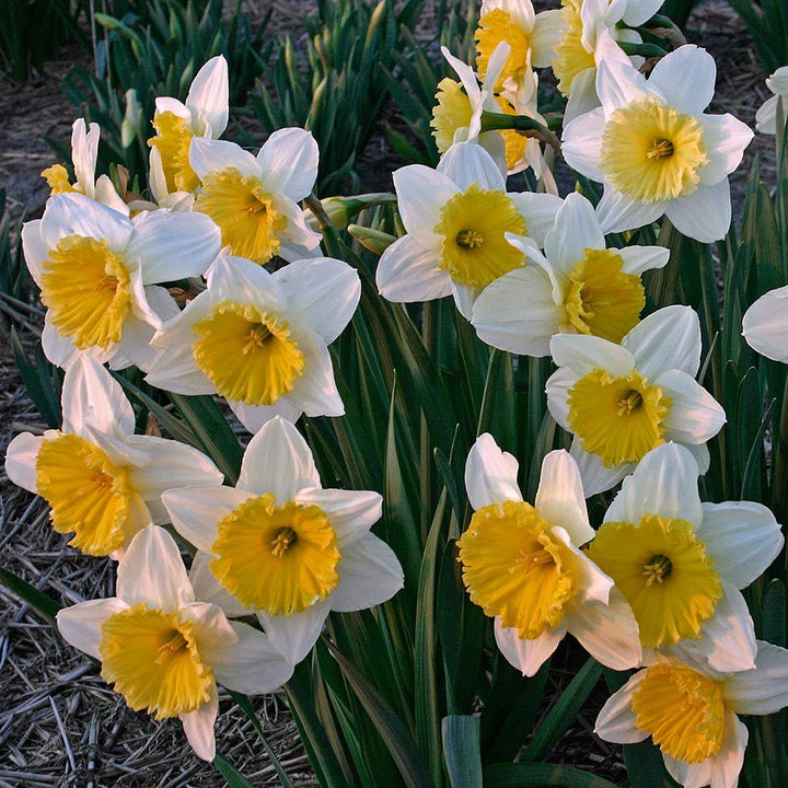 Narcissus 'Ice Follies'