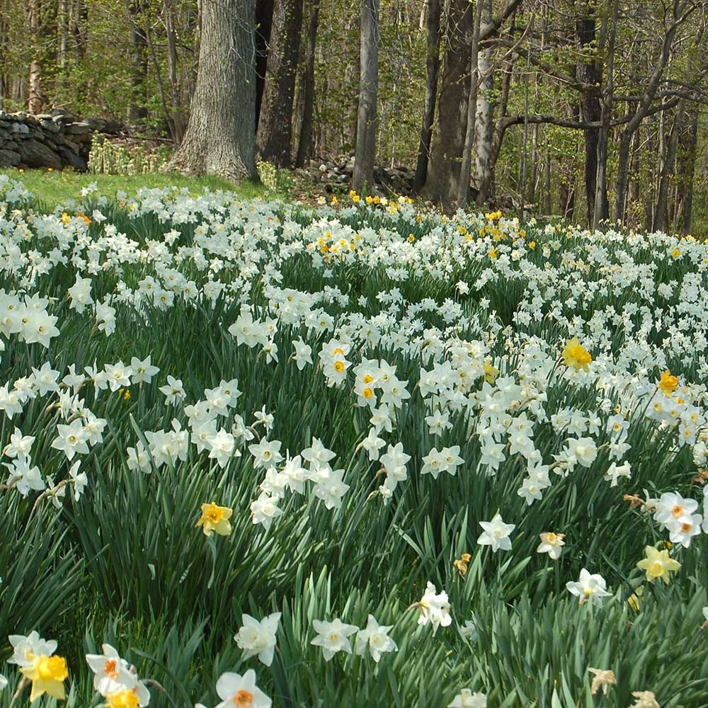 White Welcome Narcissus Mix