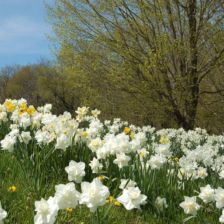 White Welcome Narcissus Mix