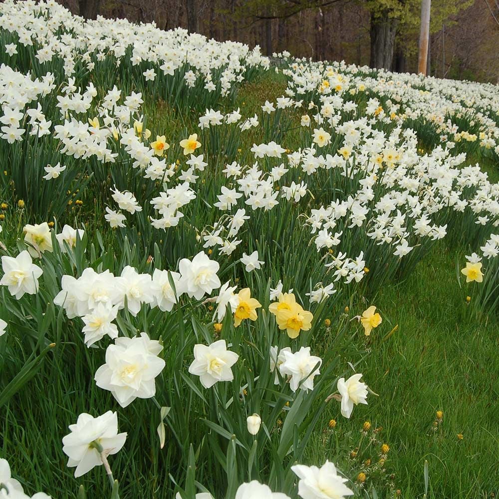 White Welcome Narcissus Mix