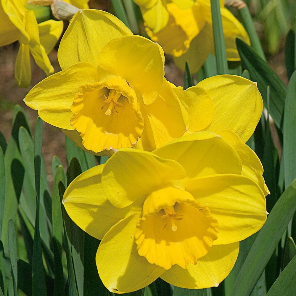 Narcissus 'Lucky Number'