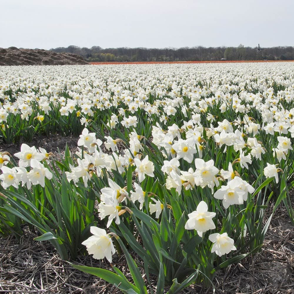 Narcissus 'Mount Hood'