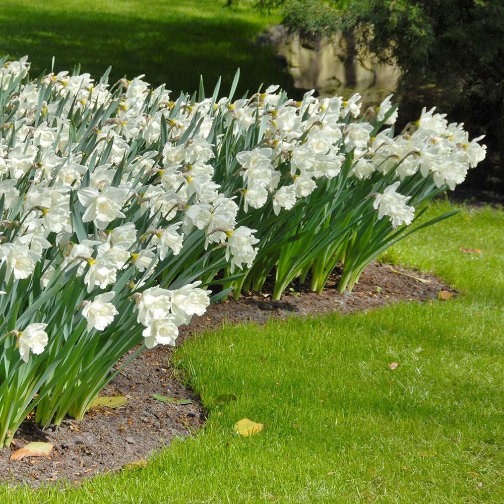 Narcissus 'Mount Hood'