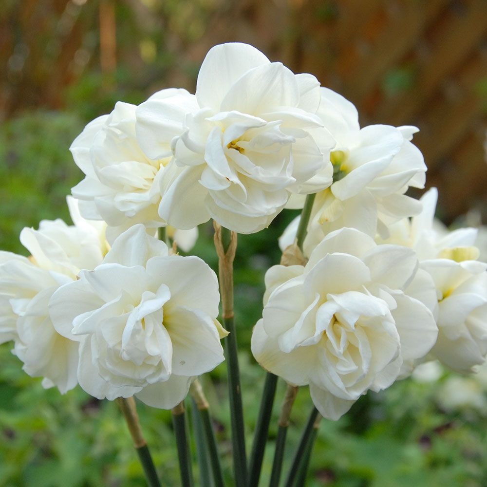 Narcissus 'Rose of May'