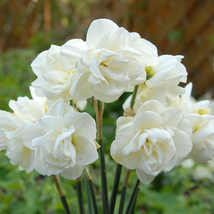 Narcissus 'Rose of May'