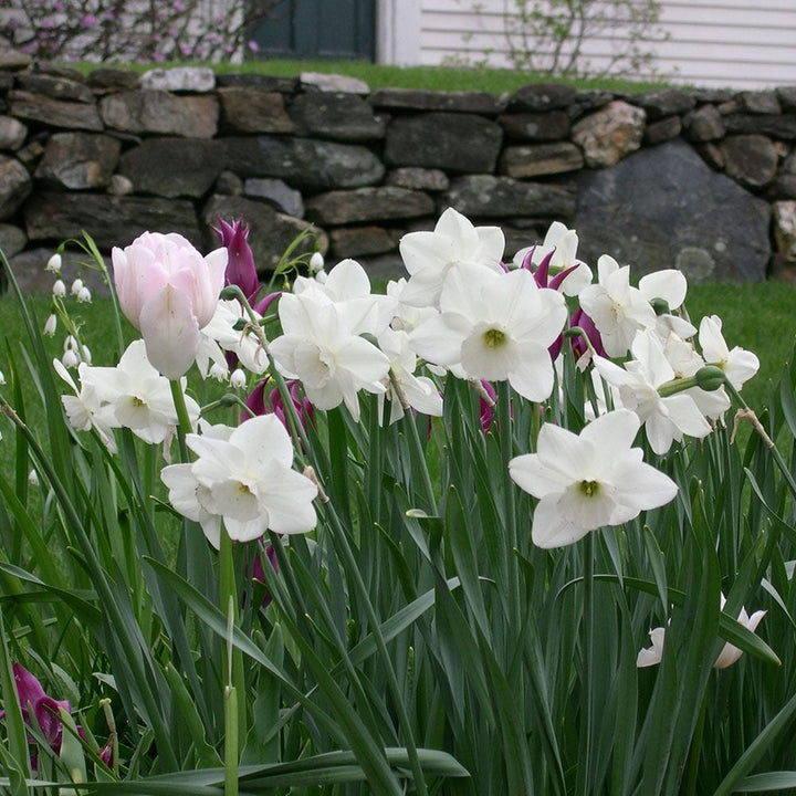 Narcissus 'Stainless'