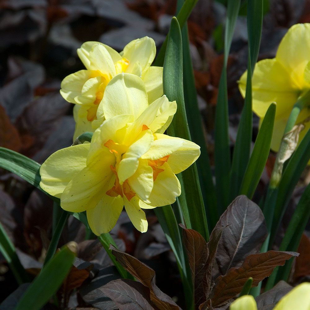 Narcissus 'Tahiti'