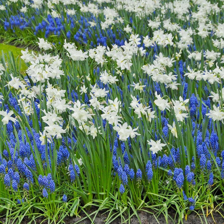 Narcissus 'Thalia'