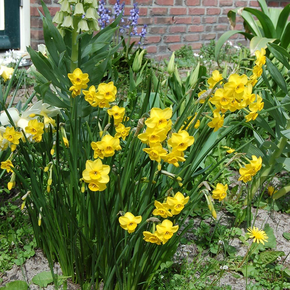 Narcissus 'Kokopelli'