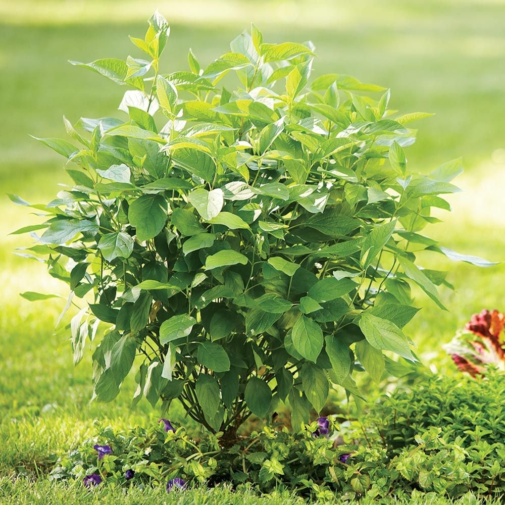 Cornus stolonifera Arctic Fire® Red