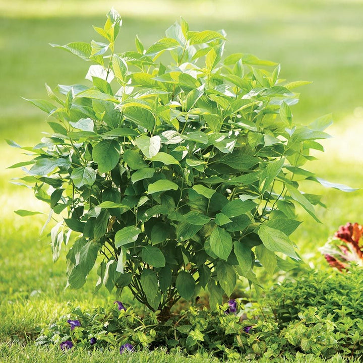 Cornus stolonifera Arctic Fire® Red