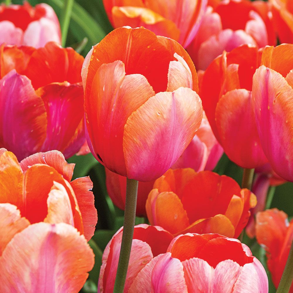Tulip 'Apricot Impression'