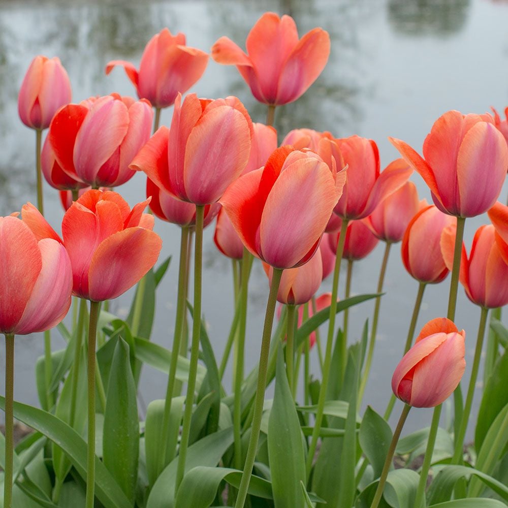 Tulip 'Apricot Impression'