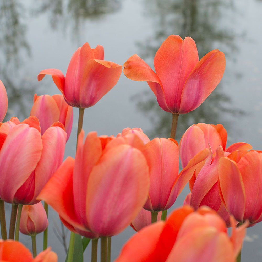 Tulip 'Apricot Impression'