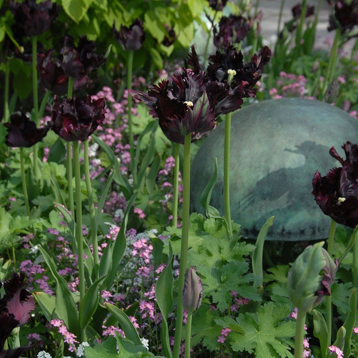 Tulip 'Black Parrot'