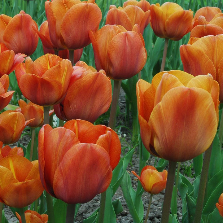 Tulip 'Cairo'