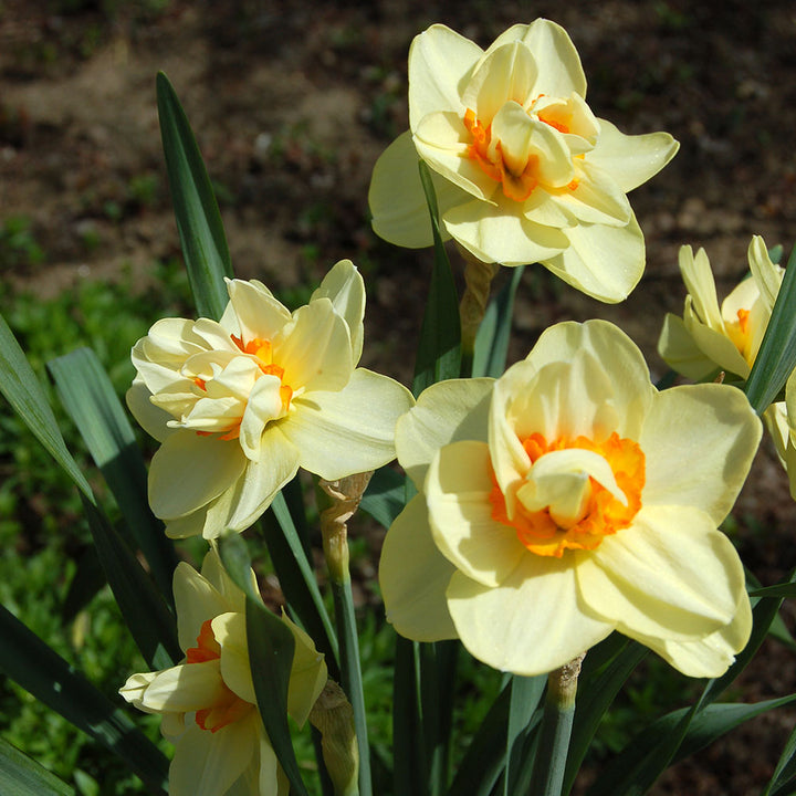 Narcissus 'Tahiti'