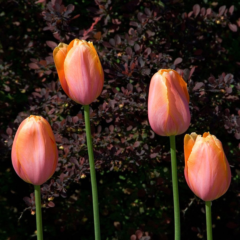 Tulip 'Dordogne'