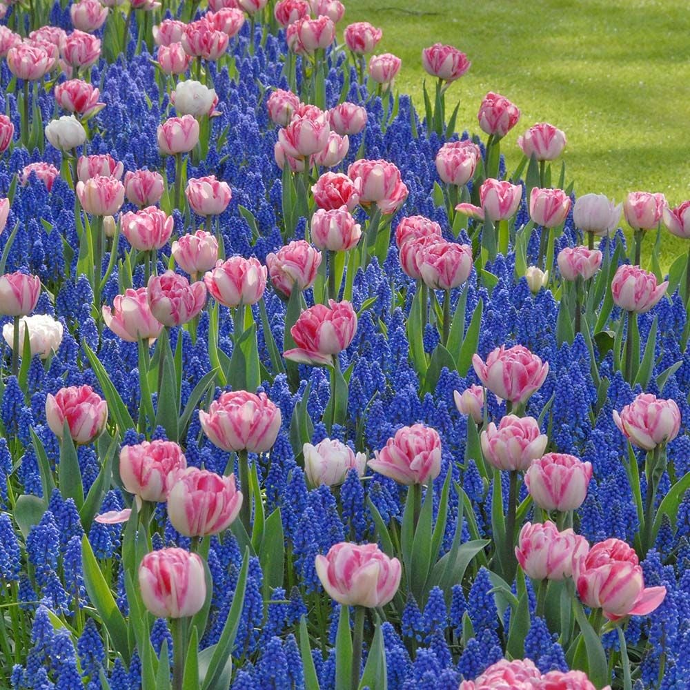 Tulip 'Foxtrot'