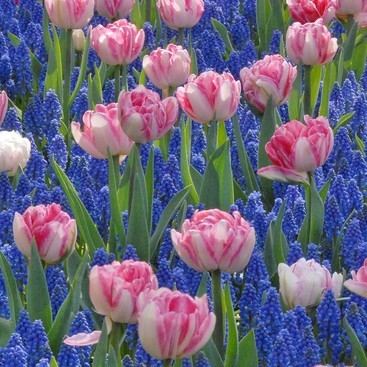 Tulip 'Foxtrot'