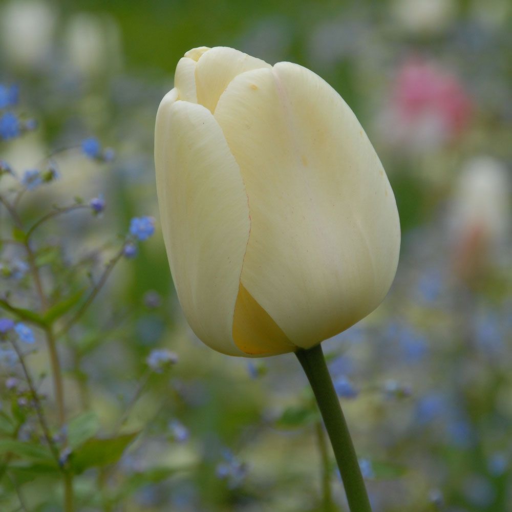 Tulip 'Ivory Floradale'