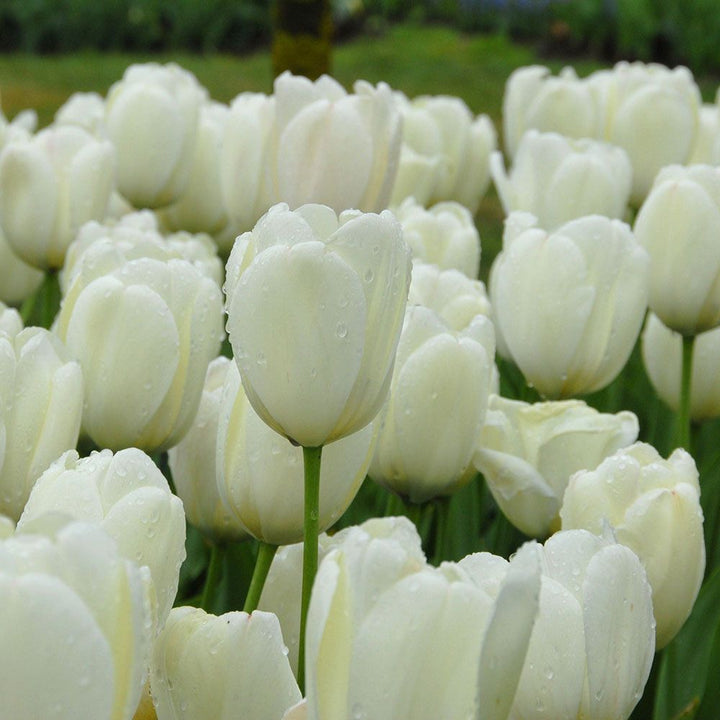 Tulip 'Ivory Floradale'