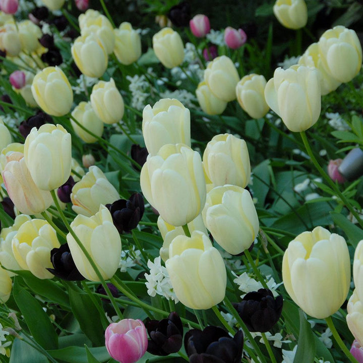 Tulip 'Ivory Floradale'