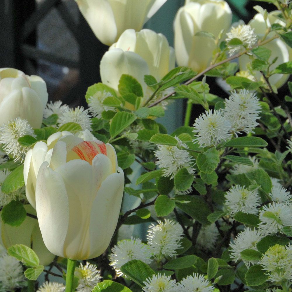 Tulip 'Ivory Floradale'