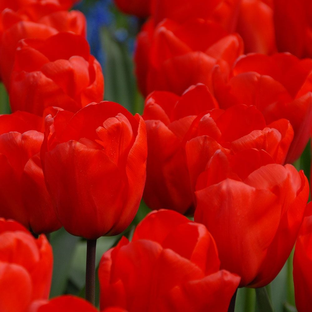 Spring Brights Darwin Hybrid Tulip Mix