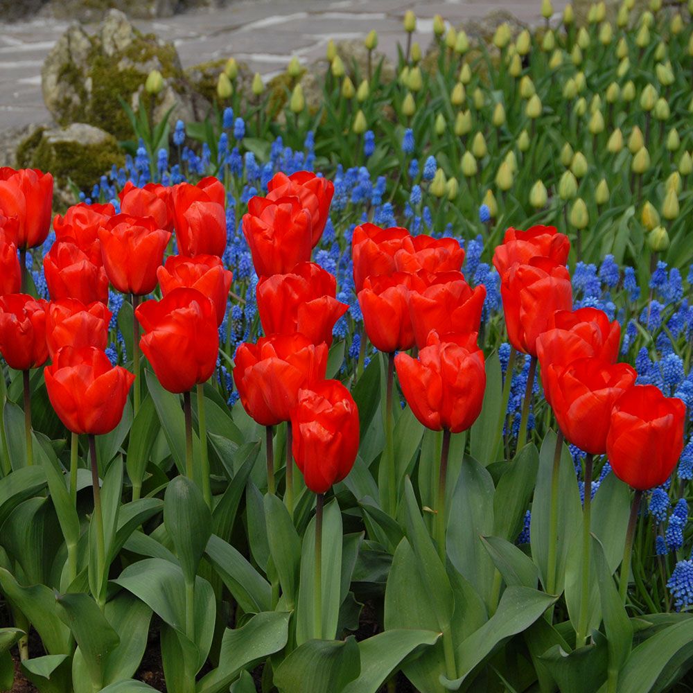 Tulip 'Lalibela'