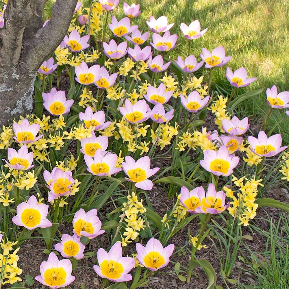 Tulip bakeri 'Lilac Wonder'