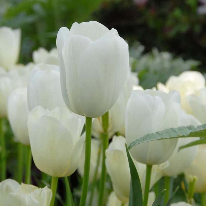 Tulip 'Maureen'
