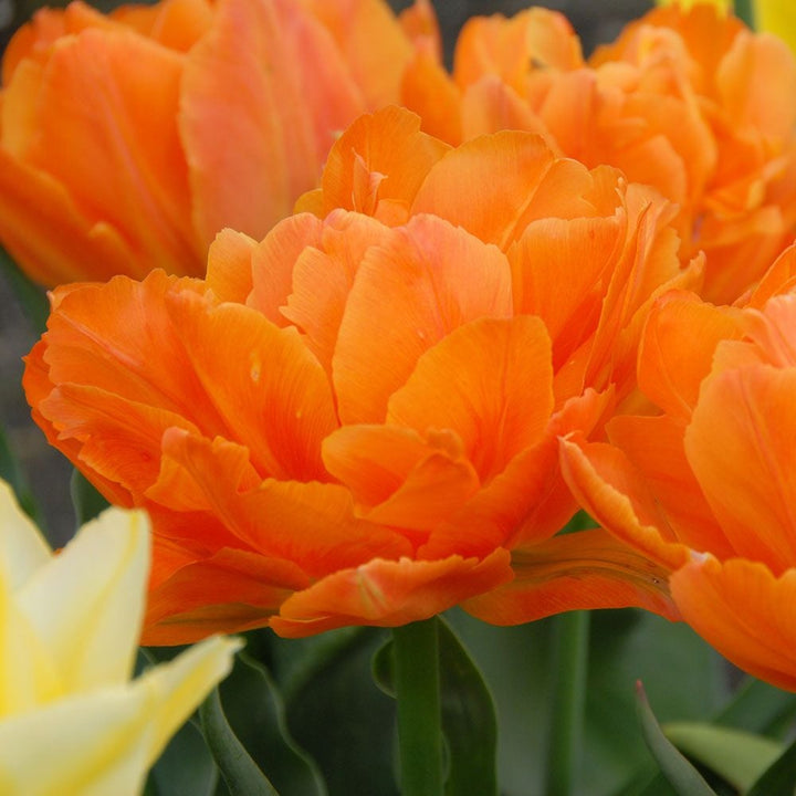 Tulip 'Orca'