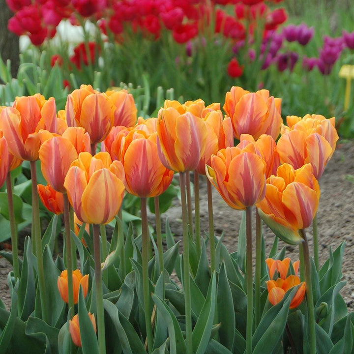 Painter's Palette Tulip Mix