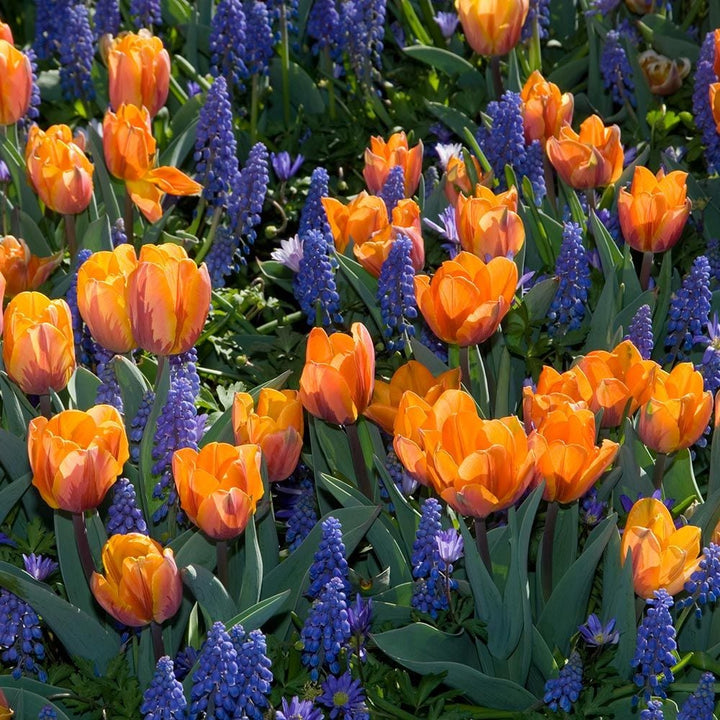 Tulip 'Prinses Irene'